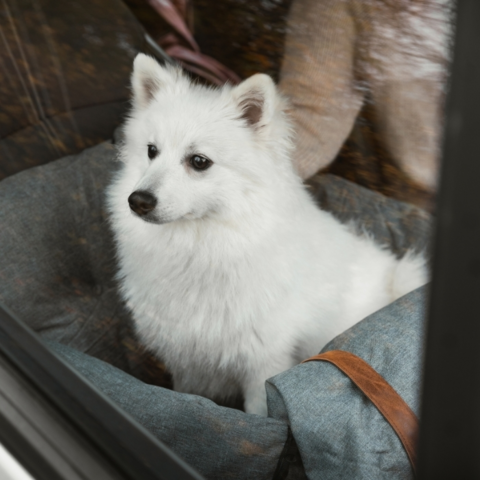 Ollipet Karma Deluxe Autokurv 2i1
